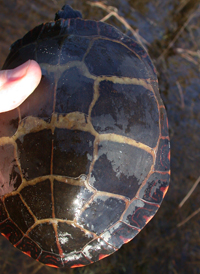 Painted Turtle